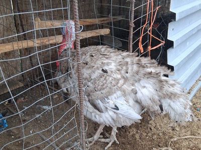 Live Pet Turkey - Unsexed, Grey/White Plumage