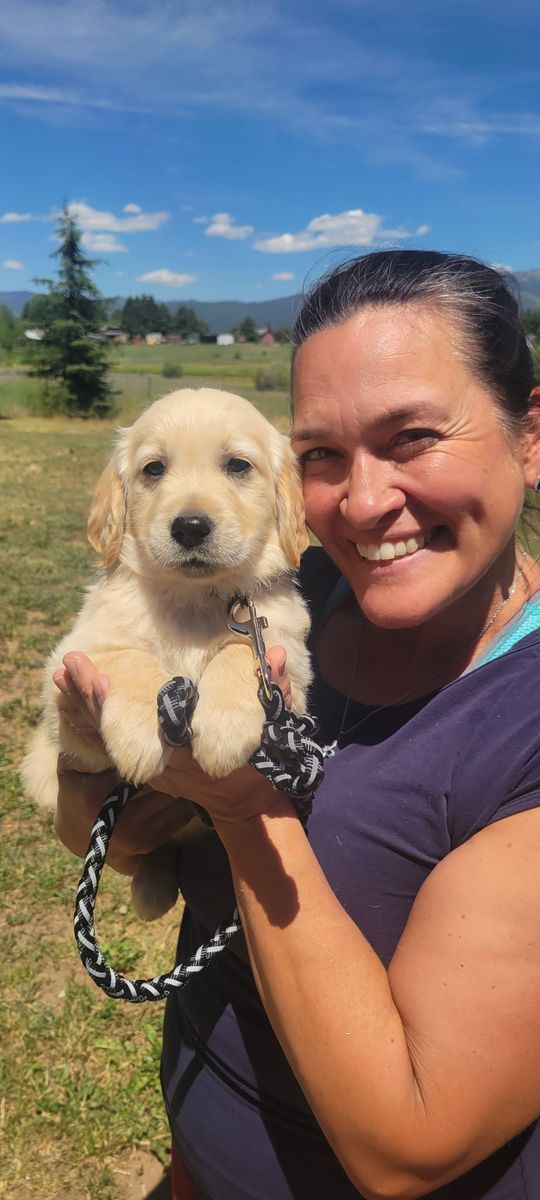 Purebred English Cream Golden Retriever Puppies for Sale