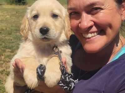 Purebred English Cream Golden Retriever Puppies for Sale