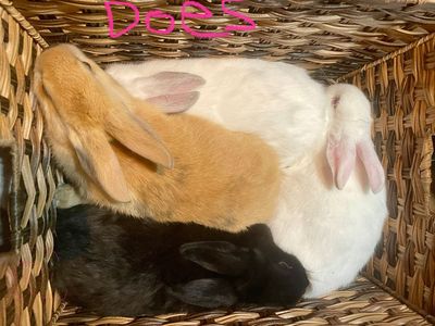 Bunny Rabbit Kits
