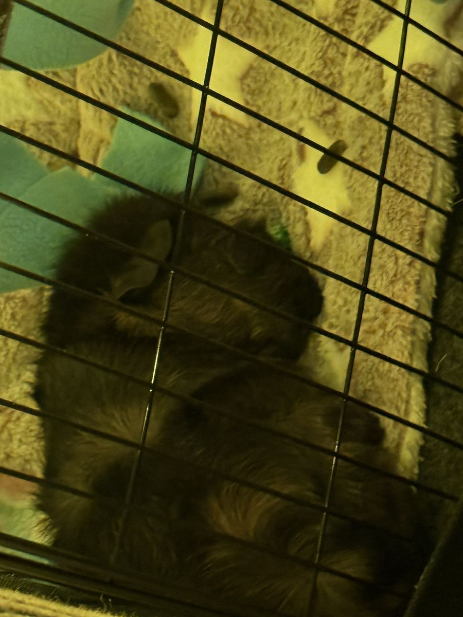 Guinea Pigs W/ Accessories