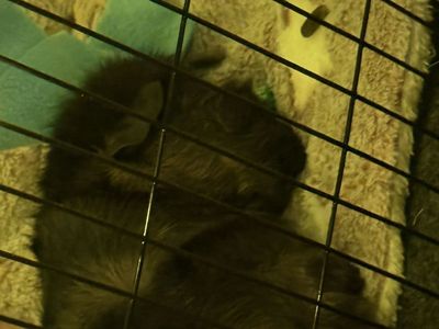 Guinea Pigs W/ Accessories