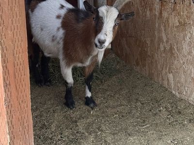 Male Goat