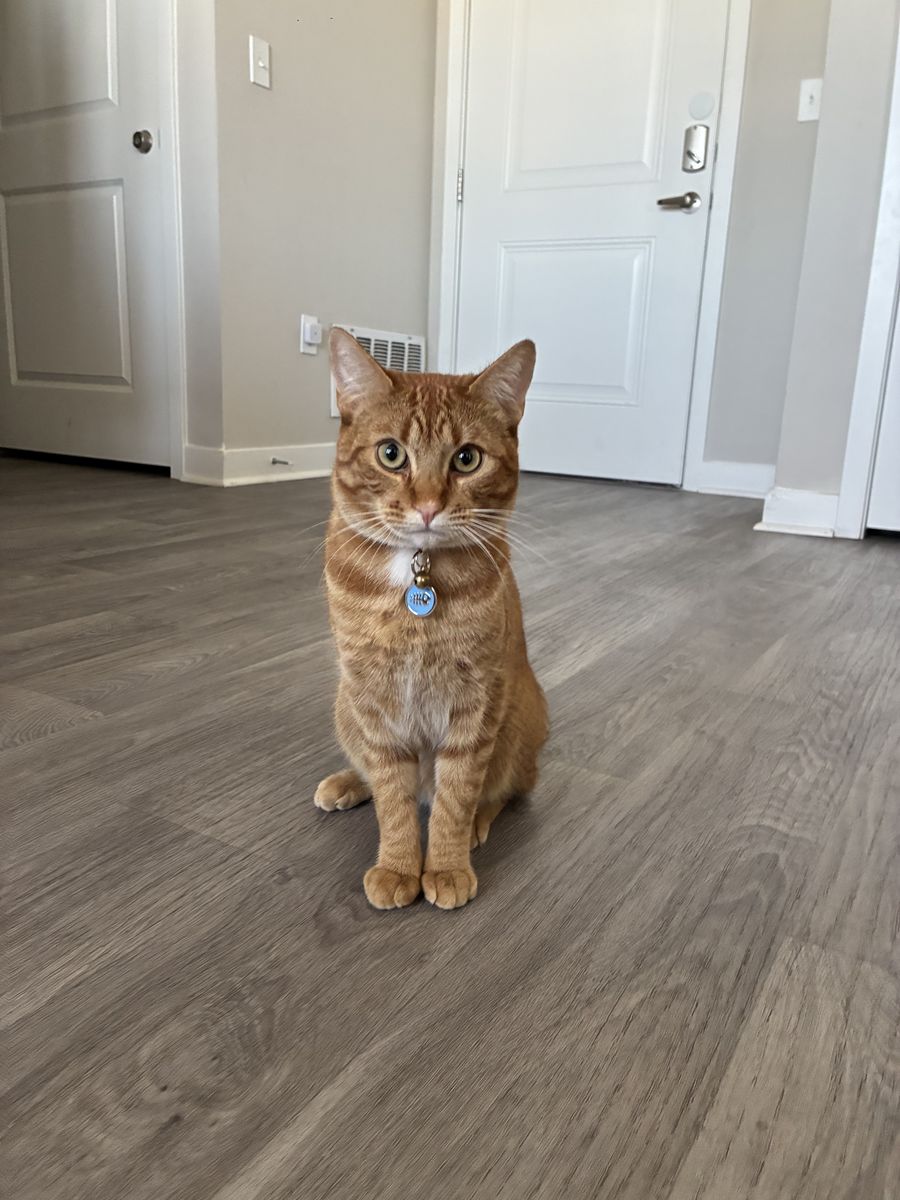 Orange MALE cat 