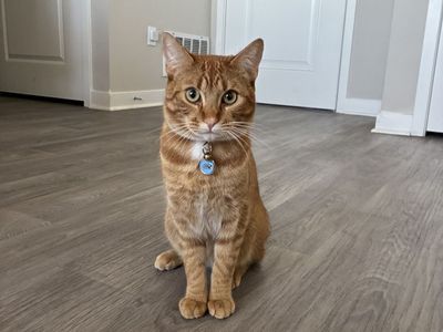 Orange MALE cat