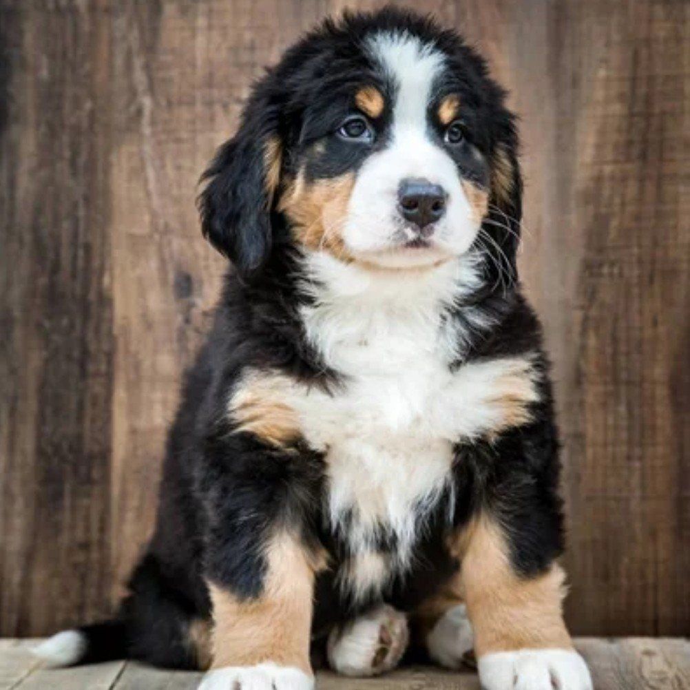 Champion Bernese Mountain Puppy dog, puppies, pup