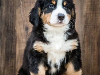 Champion Bernese Mountain Puppy dog, puppies, pup