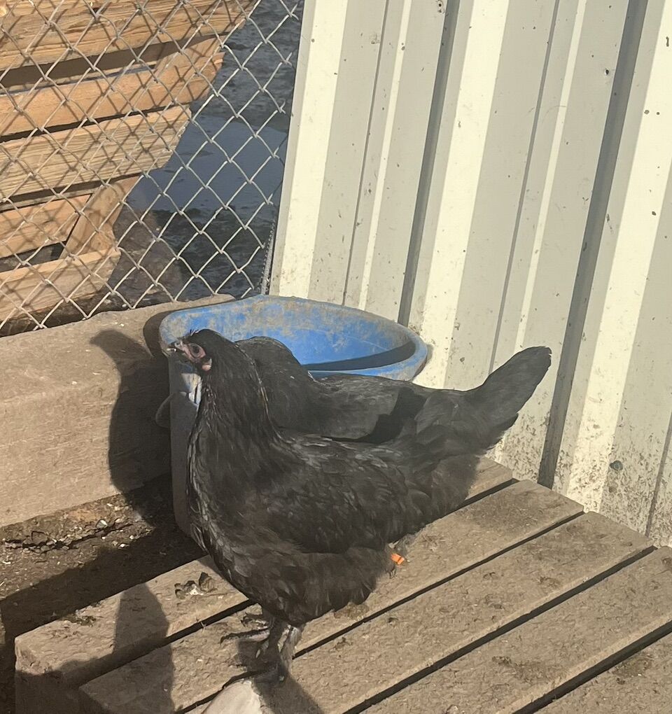 Young Laying Hens Marans, & Favorelle