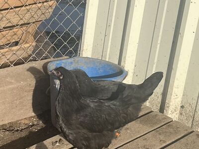 Young Laying Hens Marans, & Favorelle