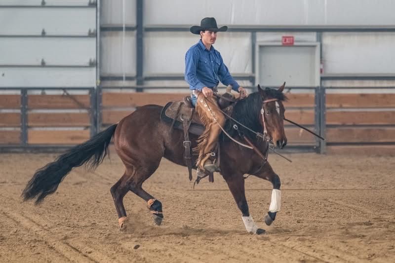 Cowhorse Training Colt Starting