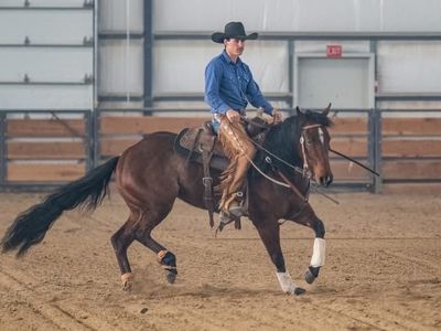 Cowhorse Training Colt Starting