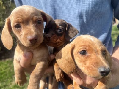 Dachshund Puppies ( Purebred)