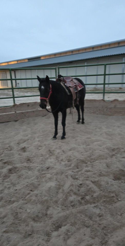 2021 grade mare
