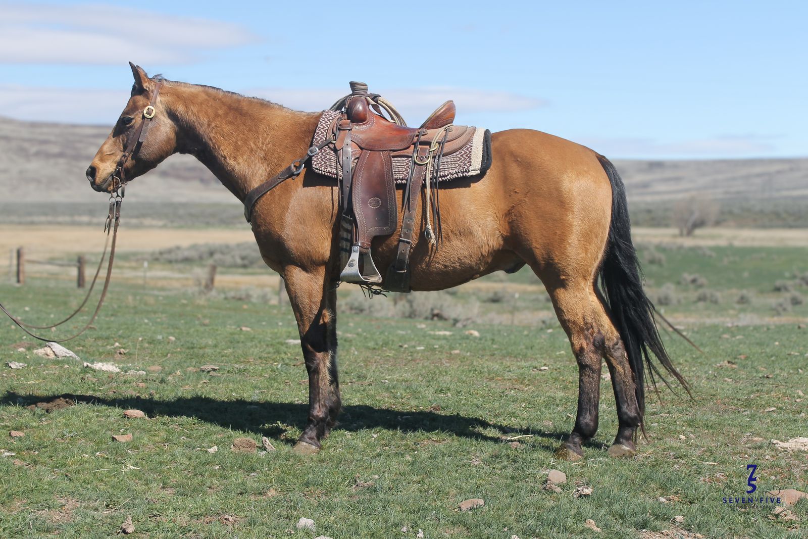 "Ringo"- 14 yr old Registered Gelding - Seven Five Horses