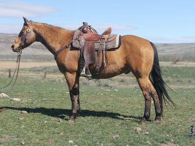 "Ringo"- 14 yr old Registered Gelding - Seven Five Horses