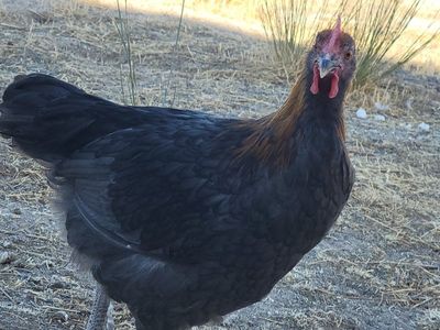 Deer Run Farms Blue Copper Marans Young Rooster!