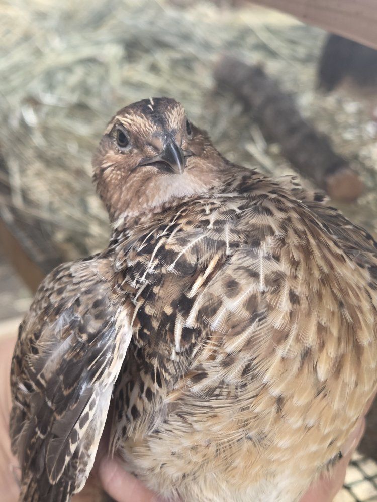 Male Jumbo Coturnix Quail