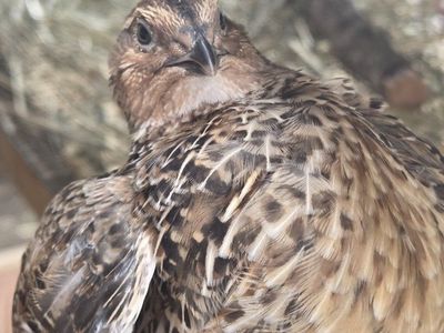 Male Jumbo Coturnix Quail