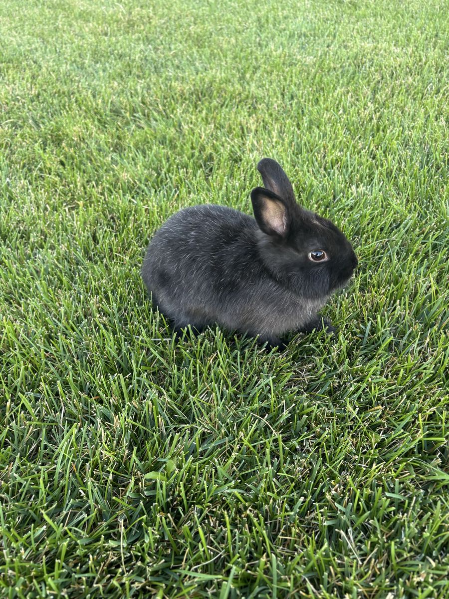 Baby Netherland Dwarf Female Bunny