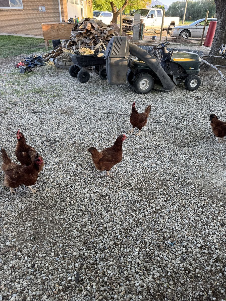 Chickens