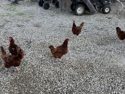 Chickens