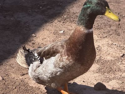 Rouen Drake for Sale