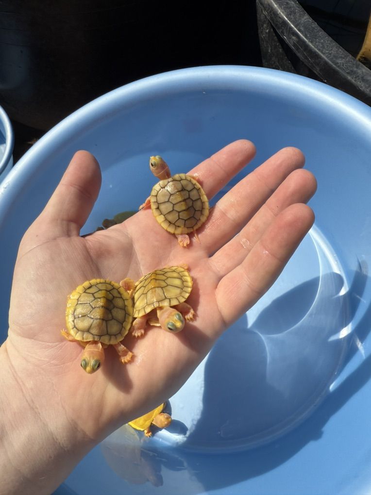 Baby Caramel Red Ear Slider Turtle