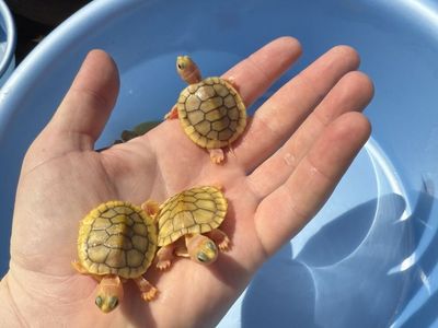 Baby Caramel Red Ear Slider Turtle