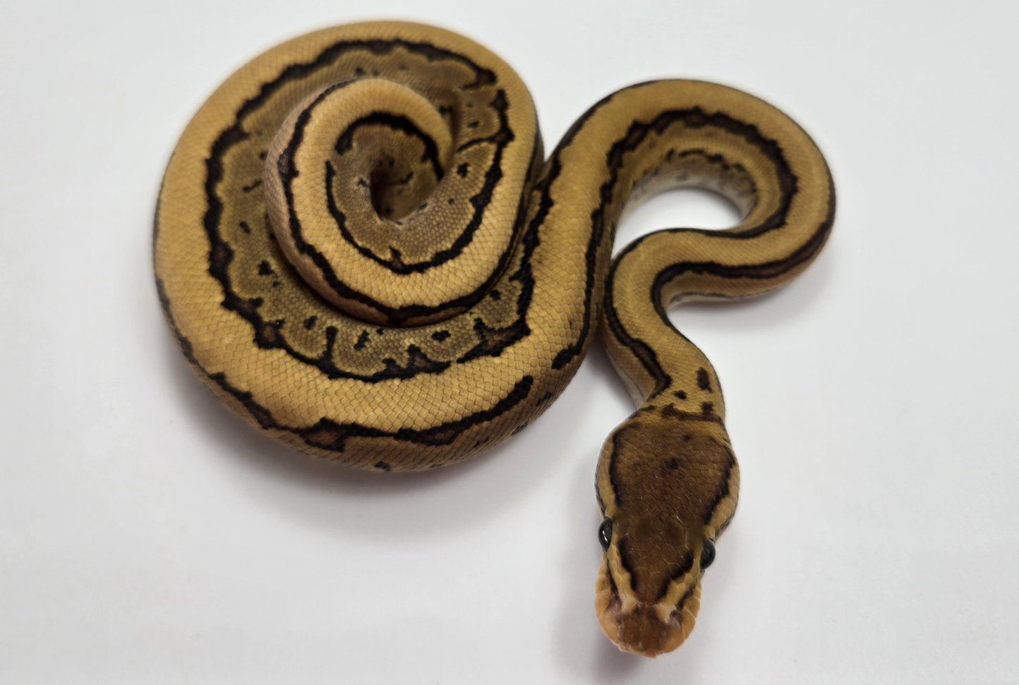 Main image 3