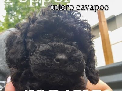 Adorable Micro Cavapoo Puppies - Ready for Their Forever Homes!