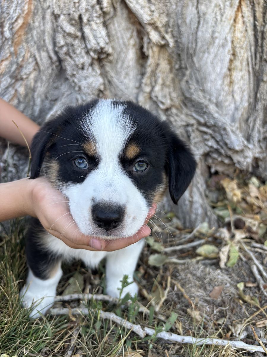 Male Auggie Puppies