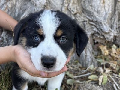 Male Auggie Puppies