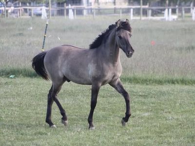 Grulla Morgan colt 2025