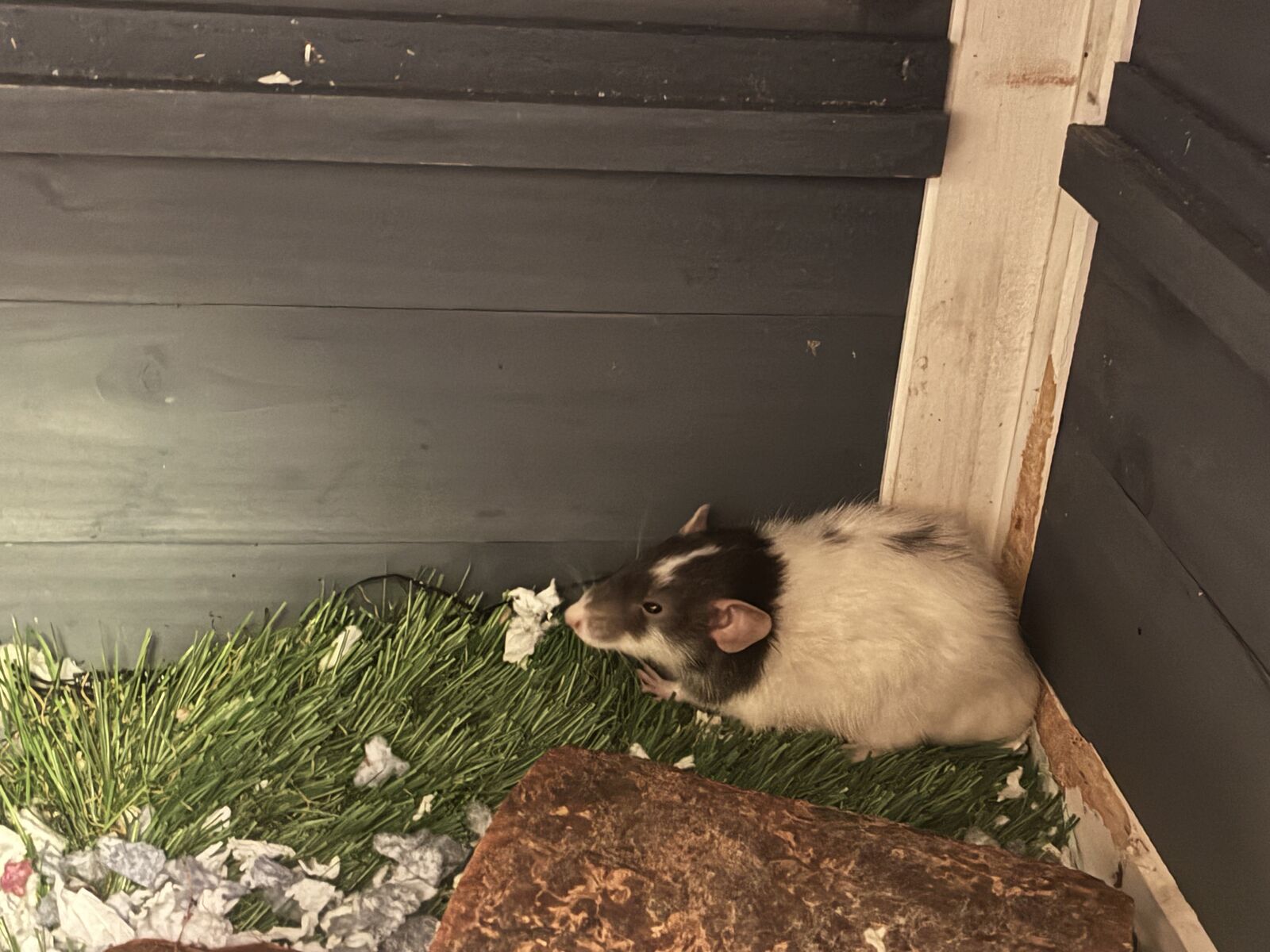 FREE 3 supper sweet but shy male rats PETS ONLY