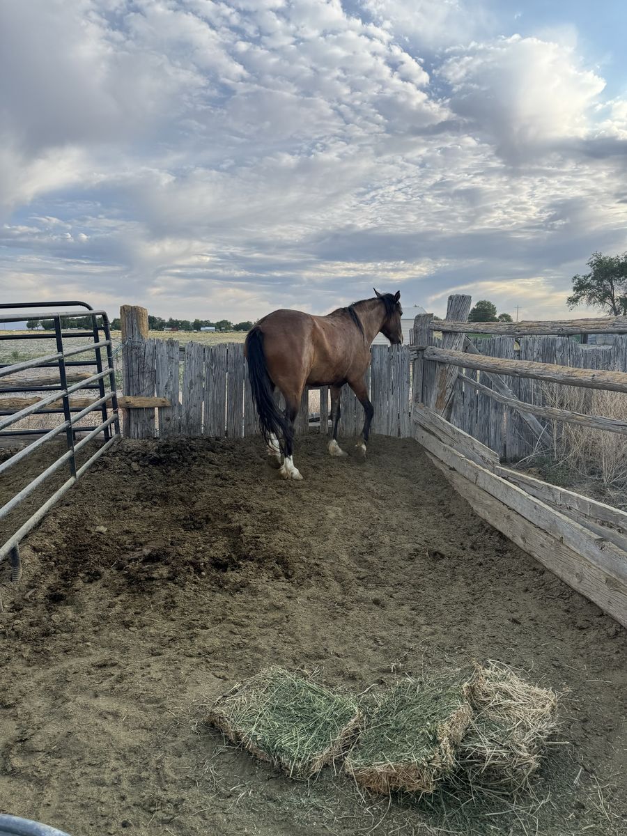 Two Mustang geldings