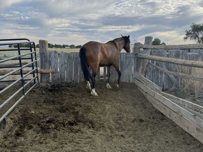Two Mustang geldings