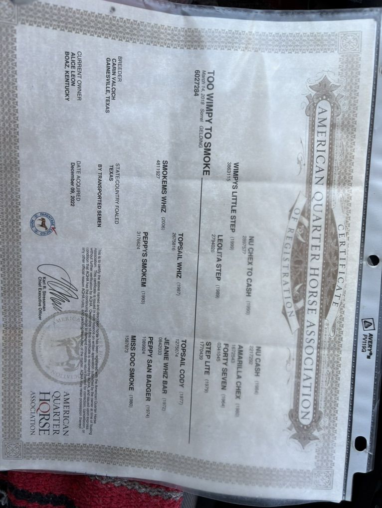 Cisco 8 Year Old Finished Heel Horse And Reiner