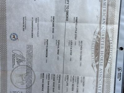 Cisco 8 Year Old Finished Heel Horse And Reiner