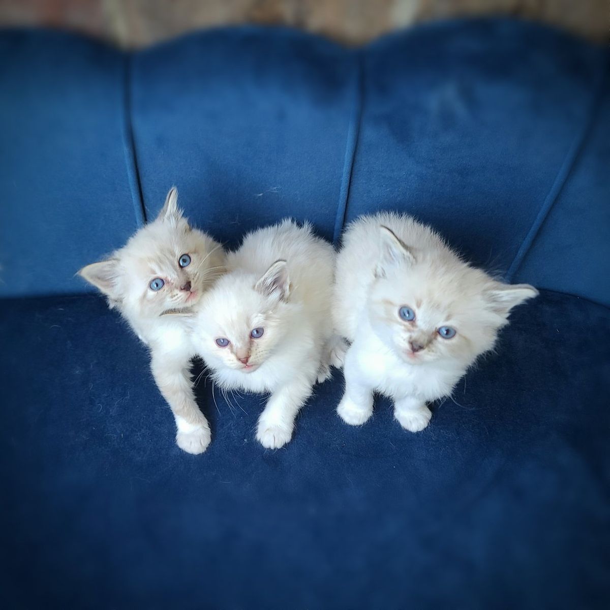 Siberian Ragdoll Kittens