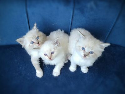 Siberian Ragdoll Kittens
