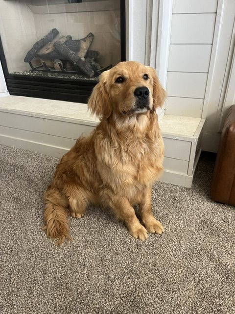 AKC Champion Bloodline Golden Retriever Stud – Proven Temperament & Structure