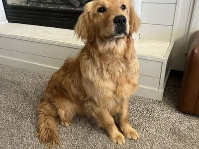 AKC Champion Bloodline Golden Retriever Stud – Proven Temperament & Structure