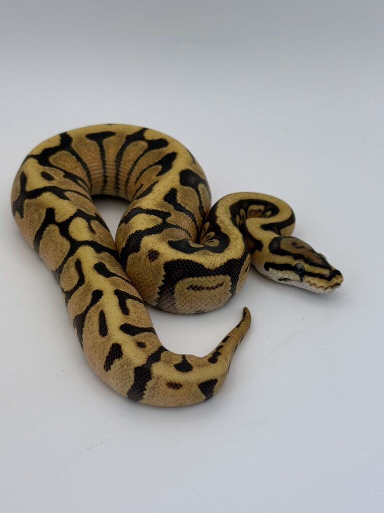 Fire Enchi Spotnose Het Clown Female Ball Python