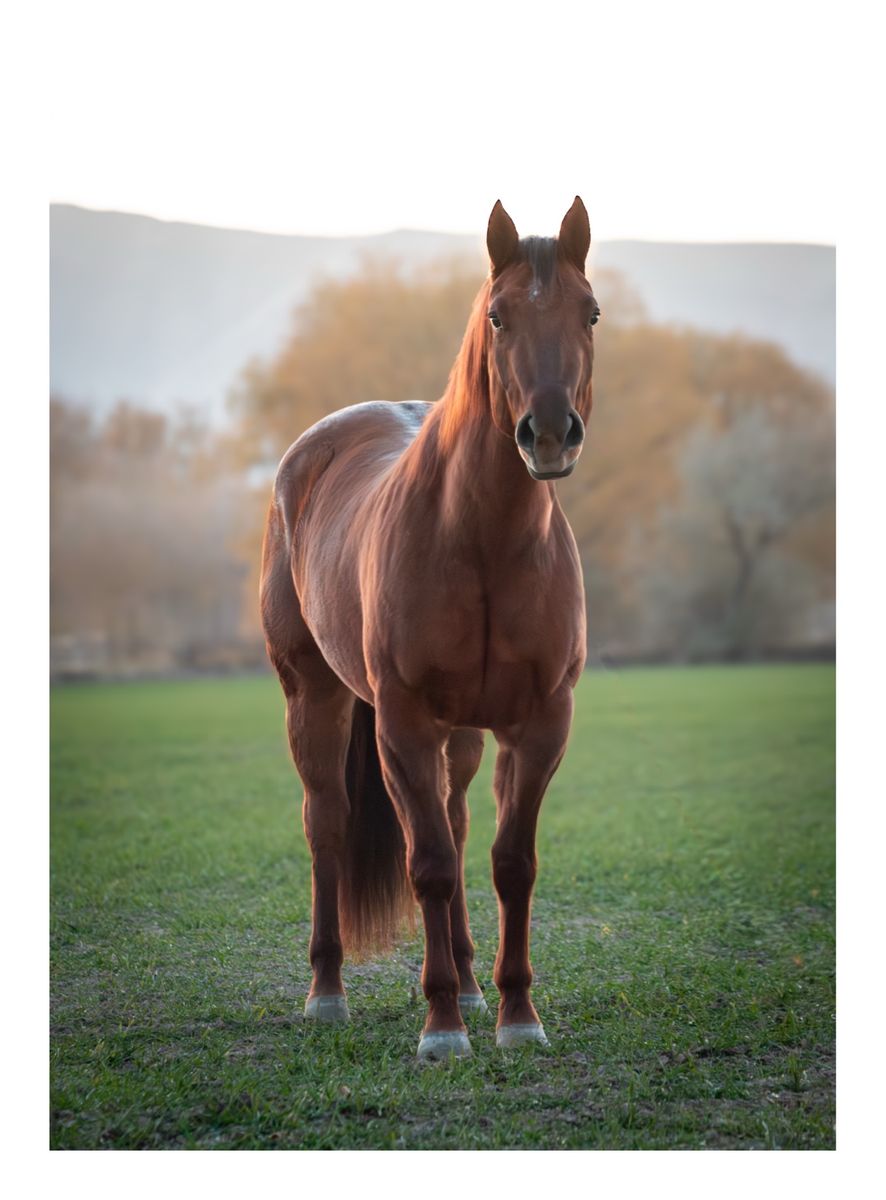 Family-Friendly Red Dun Paint Mare - 4-year-old, 14.3 hands, Registered, Kid-Safe, Show-Ready