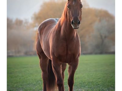 Family-Friendly Red Dun Paint Mare - 4-year-old, 14.3 hands, Registered, Kid-Safe, Show-Ready