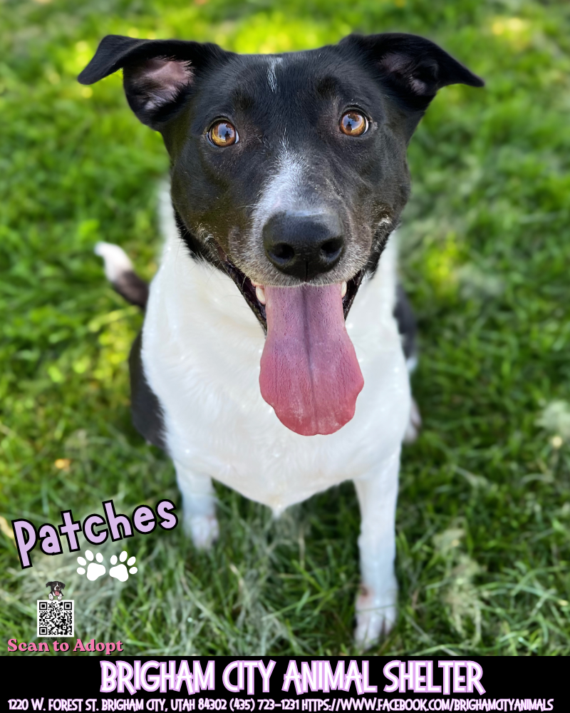 Patches the sweetest girl needs a forever home!
