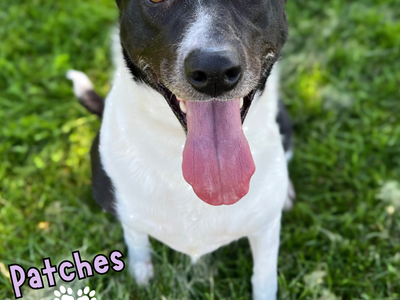 Patches the sweetest girl needs a forever home!