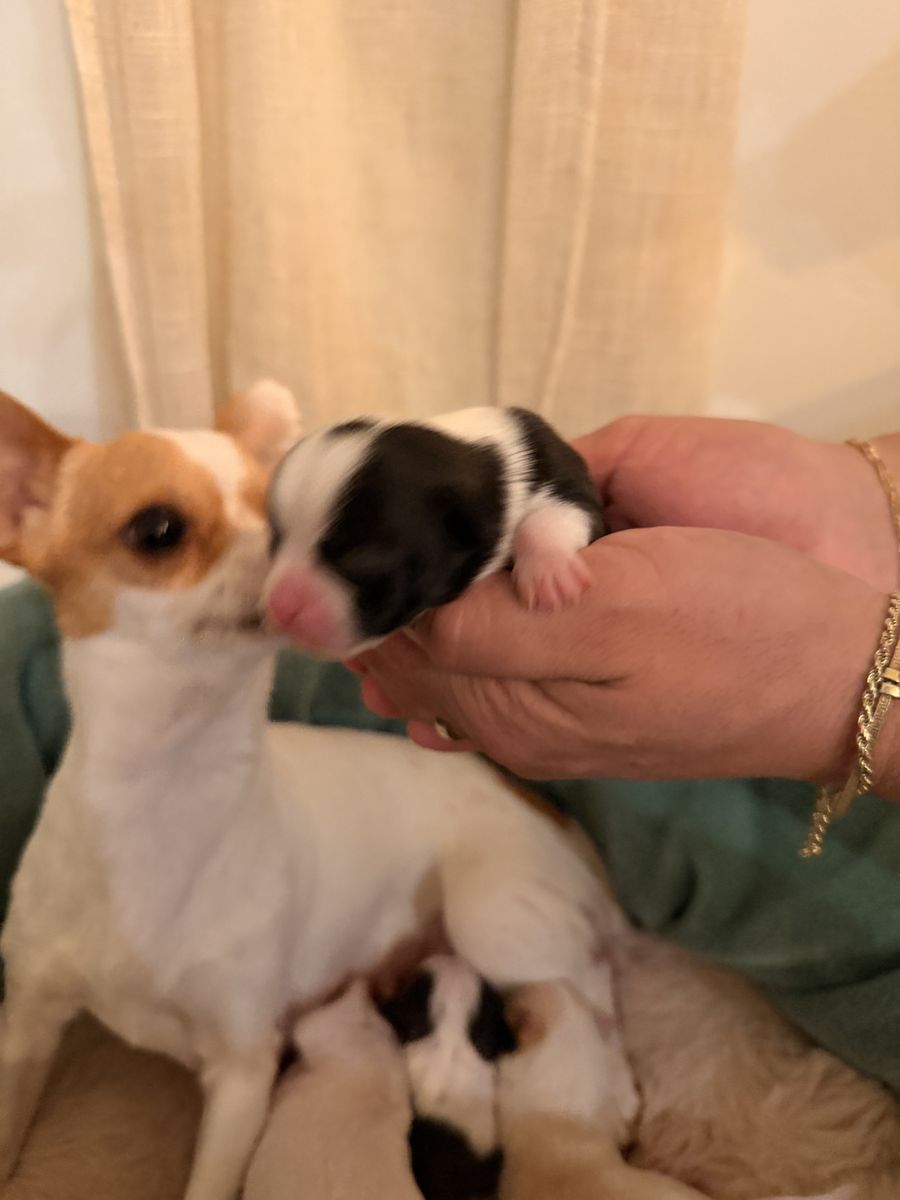 Chihuahuas Puppies