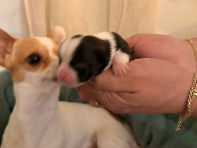 Chihuahuas Puppies