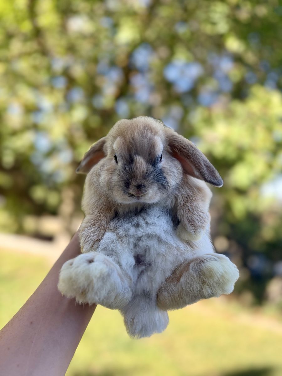 Baby Holland Lop Bunnies Ready Now!